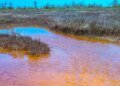 In Odesa, estuaries have become amber: photo