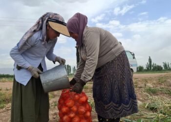 Agricultural production in Tajikistan: growth in livestock farming and decline in crop production