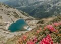 The plant that gives color to the Retezat in June: “The most beautiful landscapes are in the area of ​​glacial lakes”