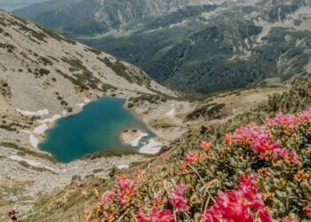 The plant that gives color to the Retezat in June: “The most beautiful landscapes are in the area of glacial lakes”