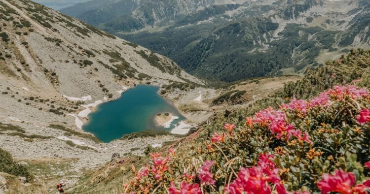 The plant that gives color to the Retezat in June: “The most beautiful landscapes are in the area of ​​glacial lakes”