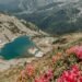 The plant that gives color to the Retezat in June: “The most beautiful landscapes are in the area of glacial lakes”