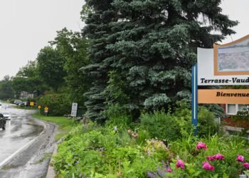 Quebec town recognizes trees as living beings with rights