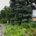 Quebec town recognizes trees as living beings with rights
