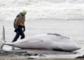 ‘On shore, their weight becomes lethal’: Why it’s so hard to help a stranded whale