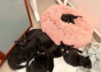 Meet Joe: Trapped kitten freed by emergency services, named after rescuer