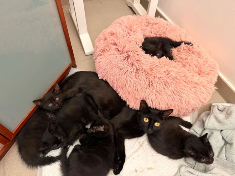 Meet Joe: Trapped kitten freed by emergency services, named after rescuer