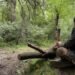 Forests are being cut down in the Kulyab region. And the authorities can’t do anything about it