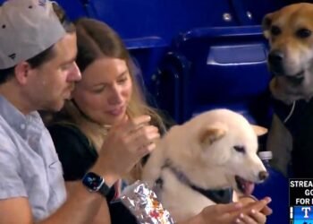 This good boy just wanted a hot dog | The Moment
