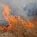 A total of nine fires in open space were registered on the territory of the state until 6:00 p.m