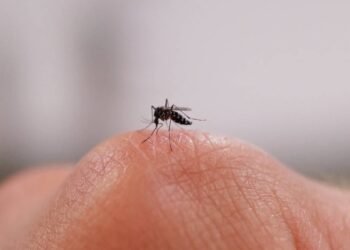 Scaling up key as French firm bets on sterile mosquitoes