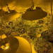 Police seize nearly 500 cannabis plants in Auckland crackdown on organised crime