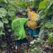 Vanuatu to bring in biological control for ‘big leaf rope’ | News