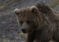 Turmush: A bear was captured on video in the Issyk-Kul mountains