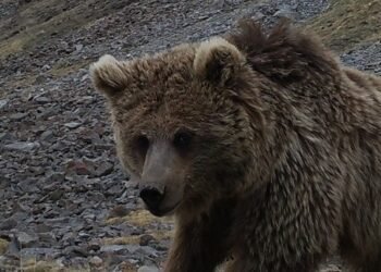 Turmush: A bear was captured on video in the Issyk-Kul mountains