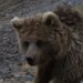 Turmush: A bear was captured on video in the Issyk-Kul mountains