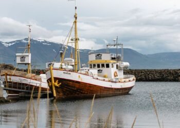 Hardly anyone in Iceland eats whale meat, yet Icelanders are hunting whales again