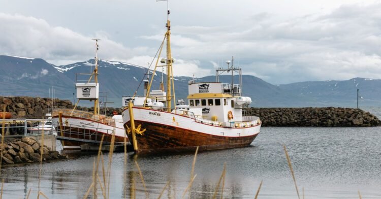 Hardly anyone in Iceland eats whale meat, yet Icelanders are hunting whales again