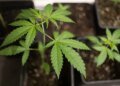 Swiss canton St Gallen launches large-scale cannabis study