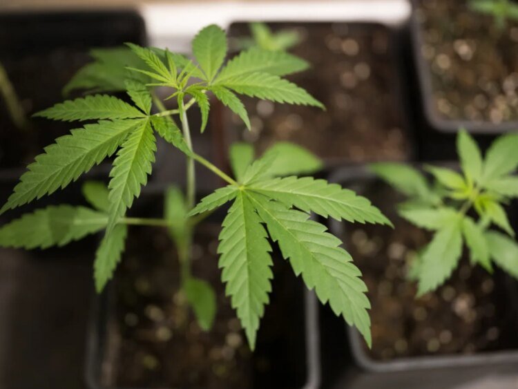 Swiss canton St Gallen launches large-scale cannabis study