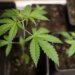 Swiss canton St Gallen launches large-scale cannabis study
