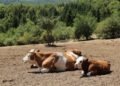 The Ministry of Agriculture sent an appeal to livestock farmers – Economy