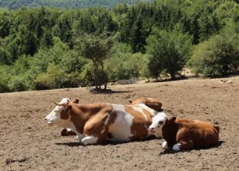 The Ministry of Agriculture sent an appeal to livestock farmers – Economy