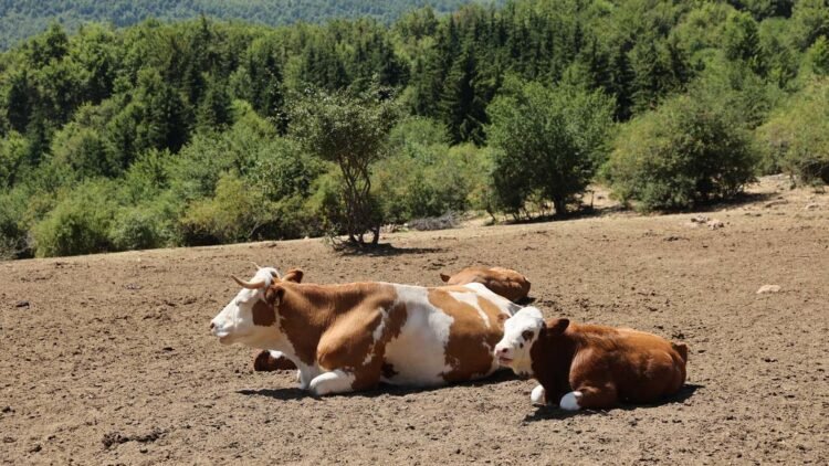 The Ministry of Agriculture sent an appeal to livestock farmers – Economy