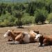 The Ministry of Agriculture sent an appeal to livestock farmers – Economy
