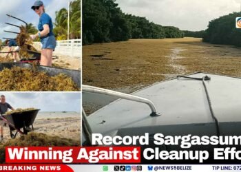 Record Sargassum Is Winning Against Cleanup Efforts