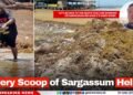 “Every Scoop of Sargassum Helps”