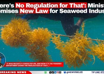 ‘There’s No Regulation for That’: Ministry Promises New Law for Seaweed Industry