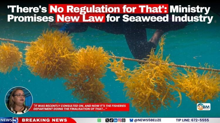 ‘There’s No Regulation for That’: Ministry Promises New Law for Seaweed Industry