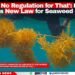 ‘There’s No Regulation for That’: Ministry Promises New Law for Seaweed Industry
