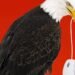 Opinion | AI has granted America vast new power.