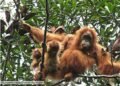 Deadly Sumatra floods wiped out at least 7% of rare orangutan population, report says – Environment