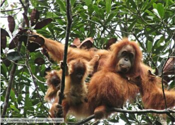 Deadly Sumatra floods wiped out at least 7% of rare orangutan population, report says – Environment