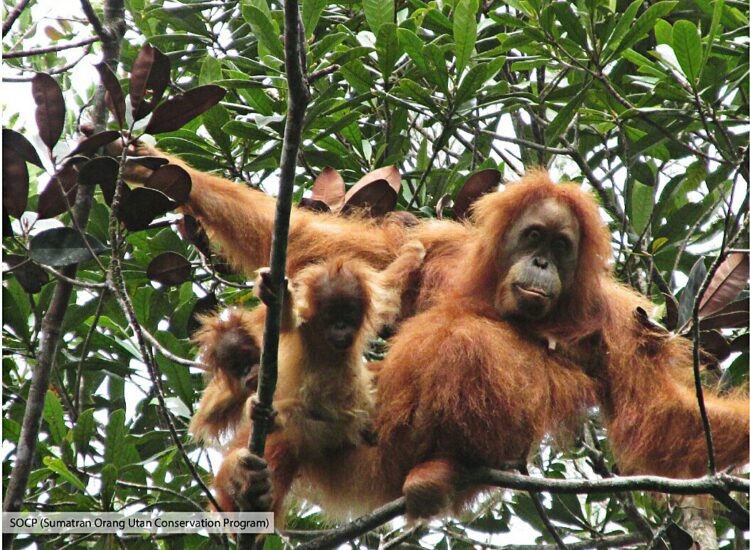 Deadly Sumatra floods wiped out at least 7% of rare orangutan population, report says – Environment
