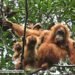 Deadly Sumatra floods wiped out at least 7% of rare orangutan population, report says – Environment