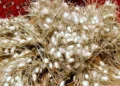 Over 500 tons of silk cocoons have been harvested in northern Turkmenistan