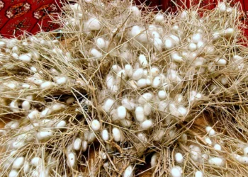 Over 500 tons of silk cocoons have been harvested in northern Turkmenistan