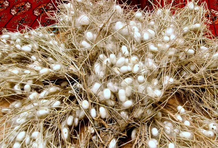 Over 500 tons of silk cocoons have been harvested in northern Turkmenistan