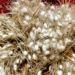 Over 500 tons of silk cocoons have been harvested in northern Turkmenistan