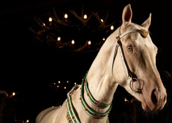 A living legend of the Turkmen steppes: Ahal-Teke horses are bred on a farm in Ankara — GZT