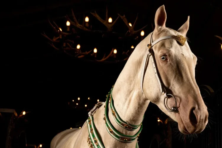 A living legend of the Turkmen steppes: Ahal-Teke horses are bred on a farm in Ankara — GZT