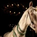 A living legend of the Turkmen steppes: Ahal-Teke horses are bred on a farm in Ankara — GZT
