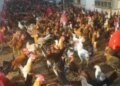 Stability in the prices of the local poultry and chicken exchange in Luxor Governorate.. today, Friday, May 15, 2026
