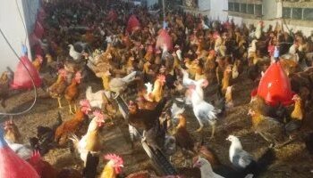 Stability in the prices of the local poultry and chicken exchange in Luxor Governorate.. today, Friday, May 15, 2026
