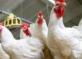 White chicken prices today, Wednesday 6-3-2026 in Menoufia