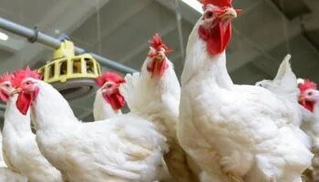 White chicken prices today, Wednesday 6-3-2026 in Menoufia